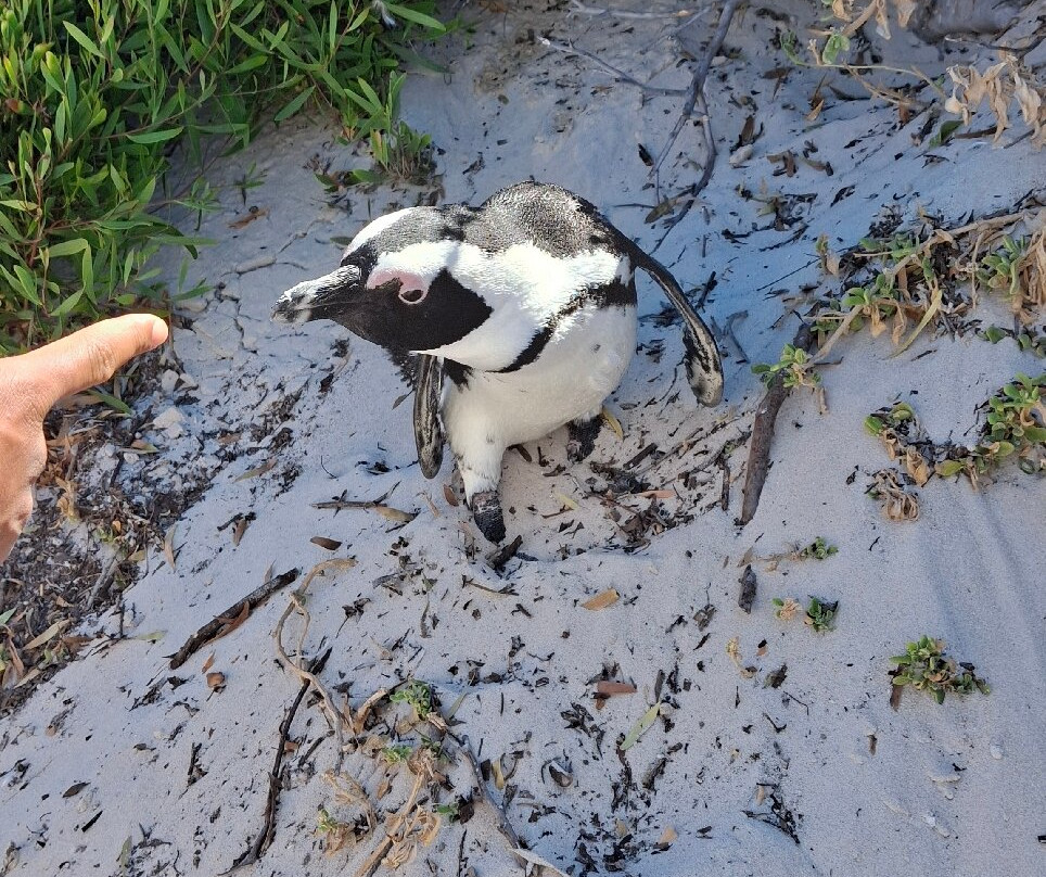 Islamic Travels and Tours-约翰内斯堡必去景点