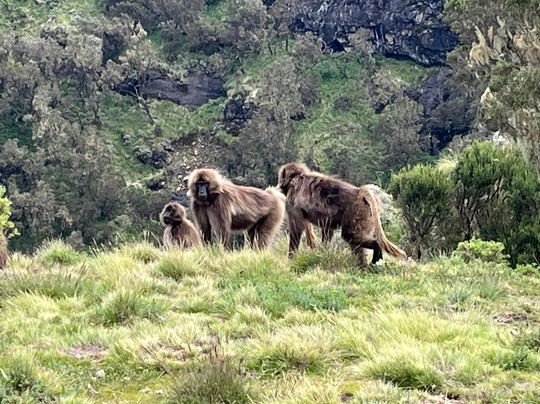 Ethiopia Bound Tours-贡德尔必去景点