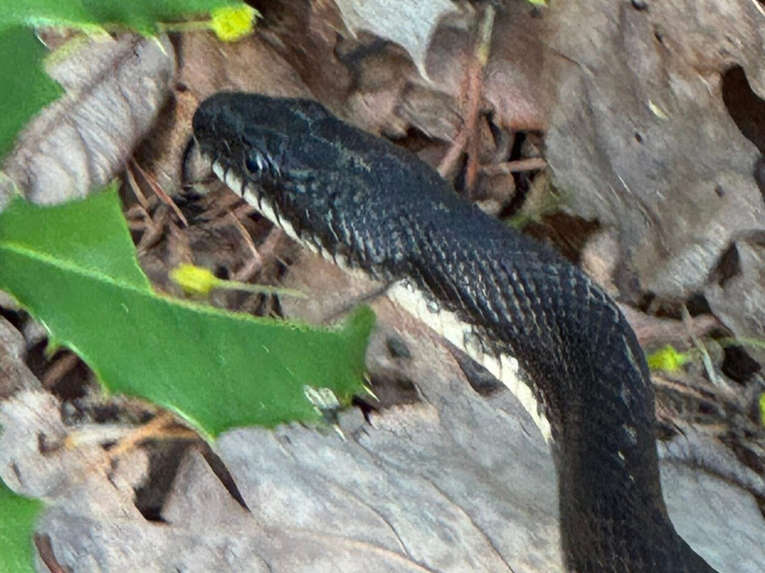 Maurice River Bluffs  Nature Preserve-Millville必去景点