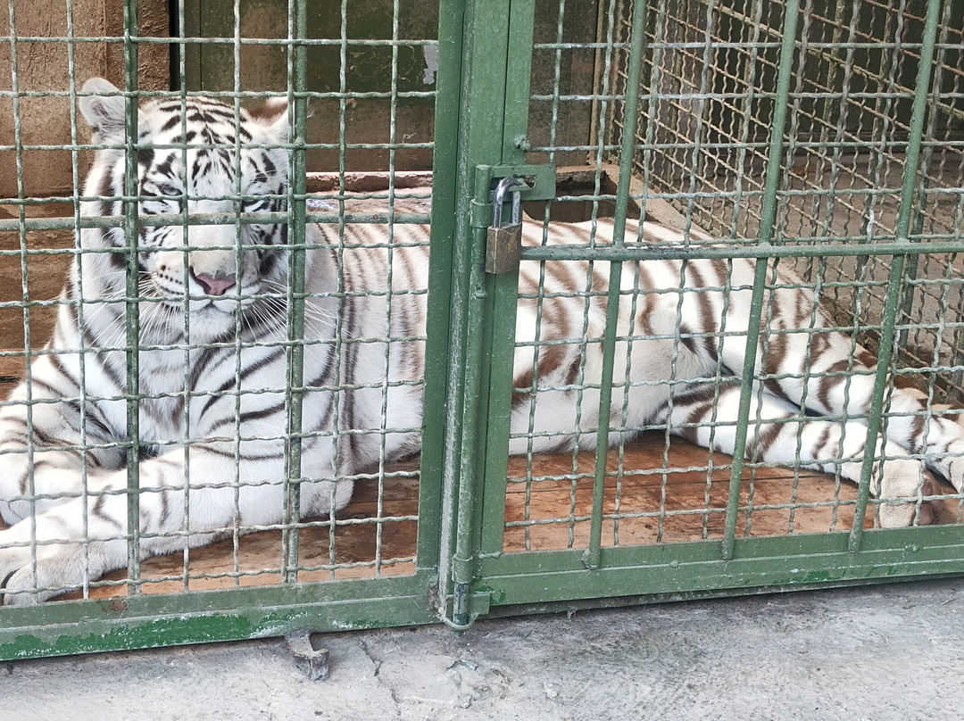 Zoo Parque Loro Puebla-普埃布拉必去景点
