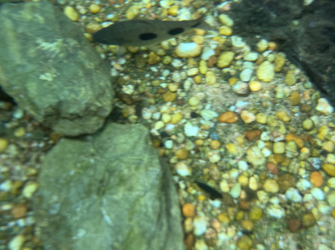 Recanto Ecologico Rio da Prata-博尼图必去景点