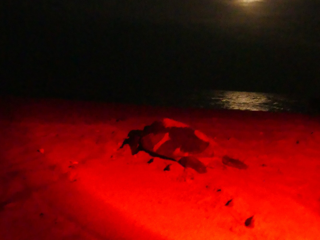 Soumare Tour-开普史基林必去景点