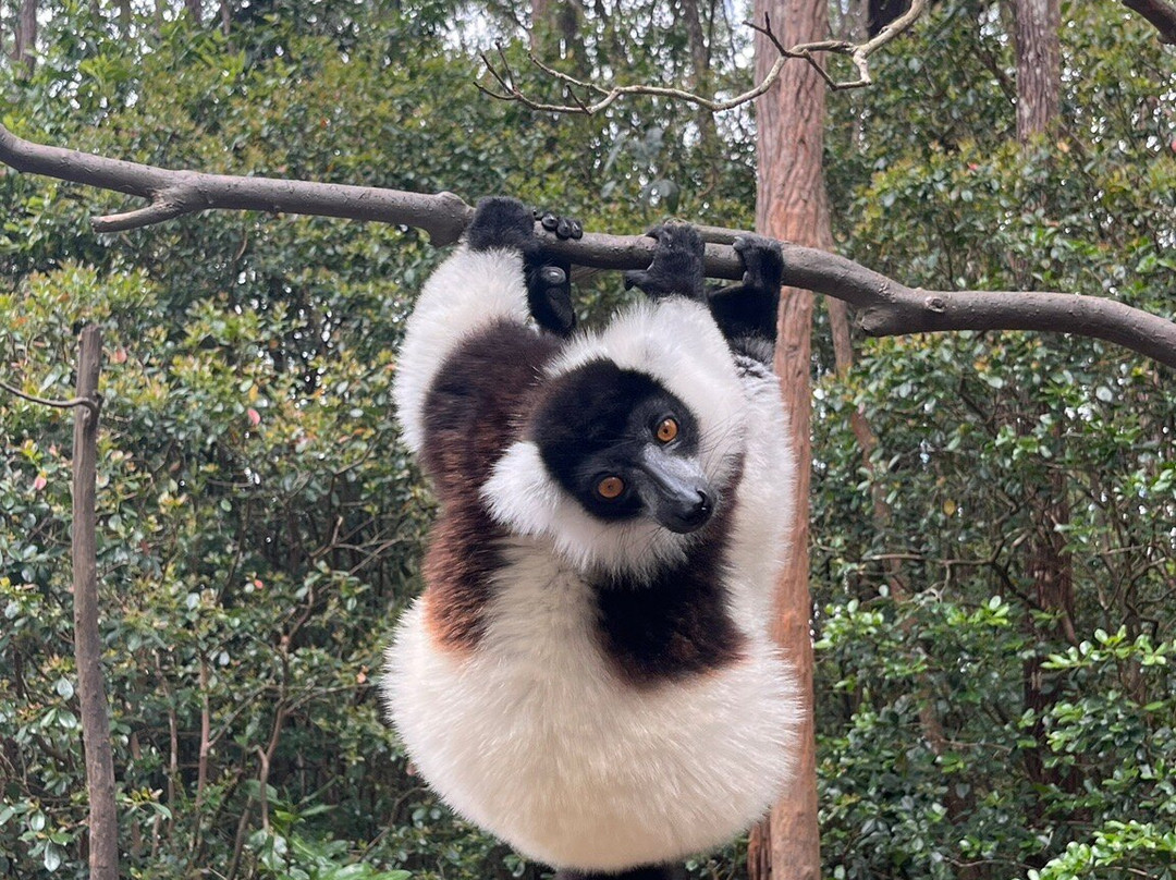 Madagascar Green Tours-安齐拉贝必去景点