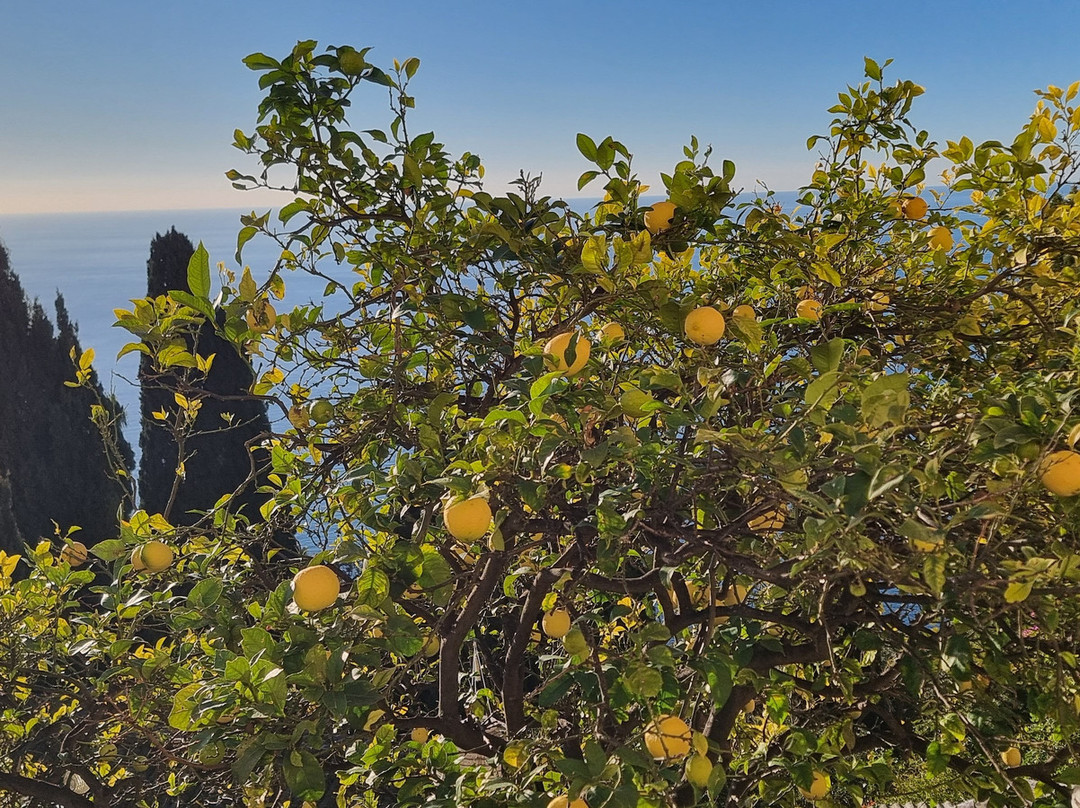 L'Olivier Millénaire-罗克布伦第马丁必去景点
