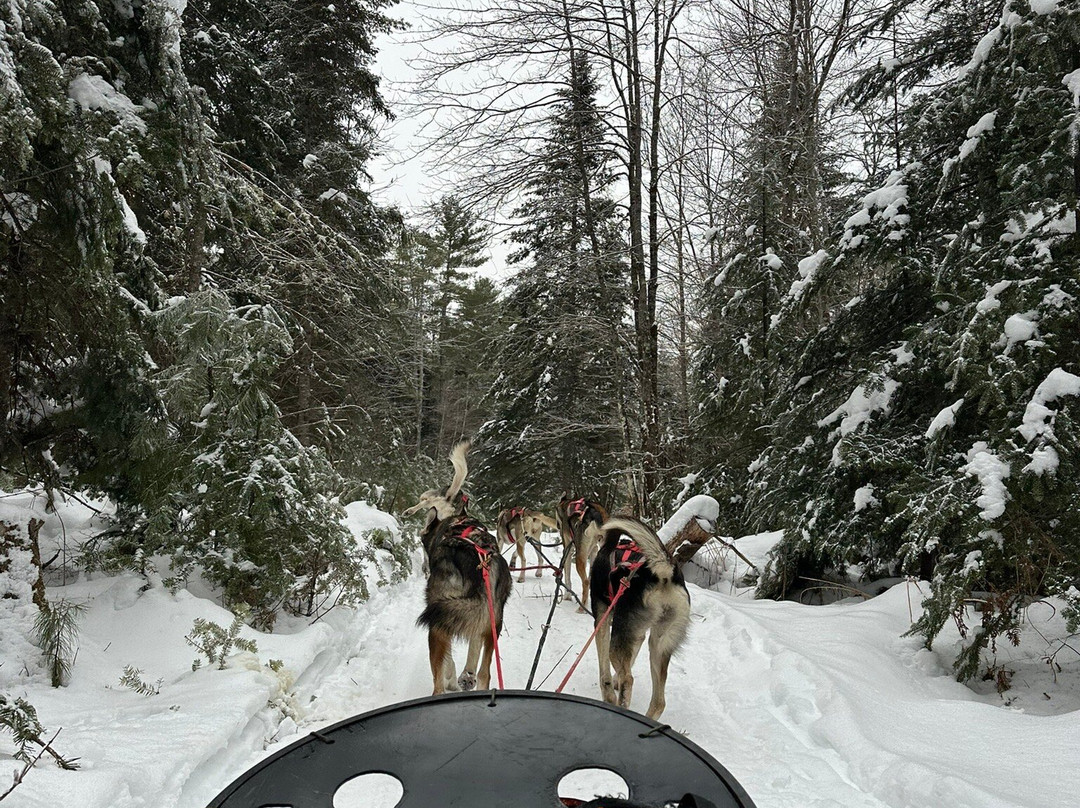 Ultimate Dog Sledding Experience-Canton必去景点