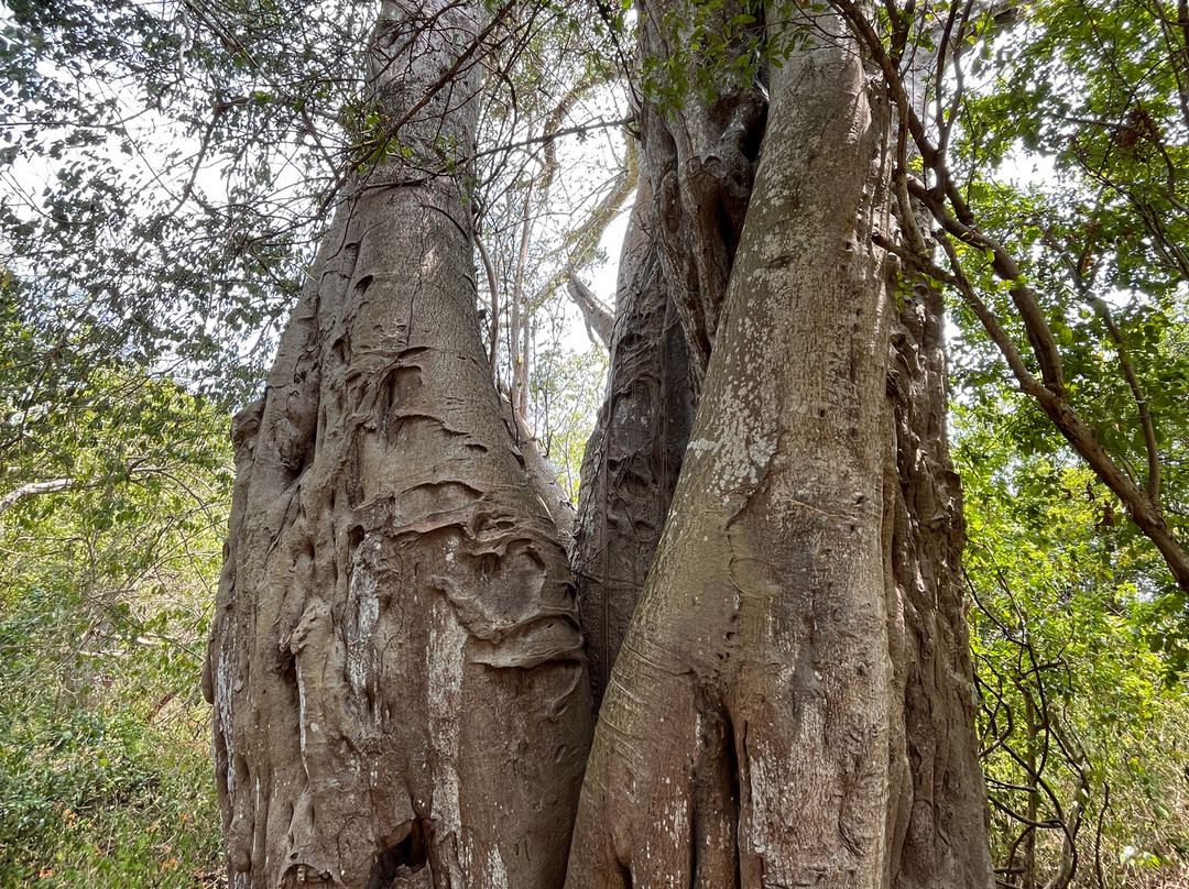 Mnarani-Kilifi必去景点