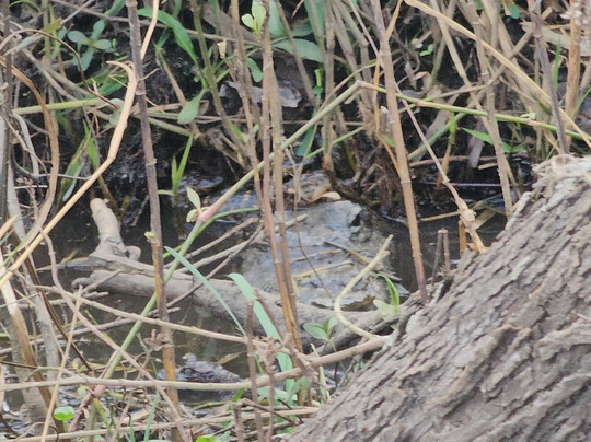 Ragin Cajun Airboat Tours-新奥尔良必去景点