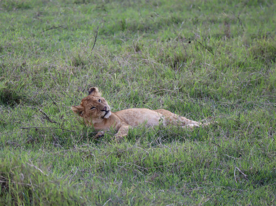 Kilitanzania Pride Tours and Safaris-阿鲁沙必去景点