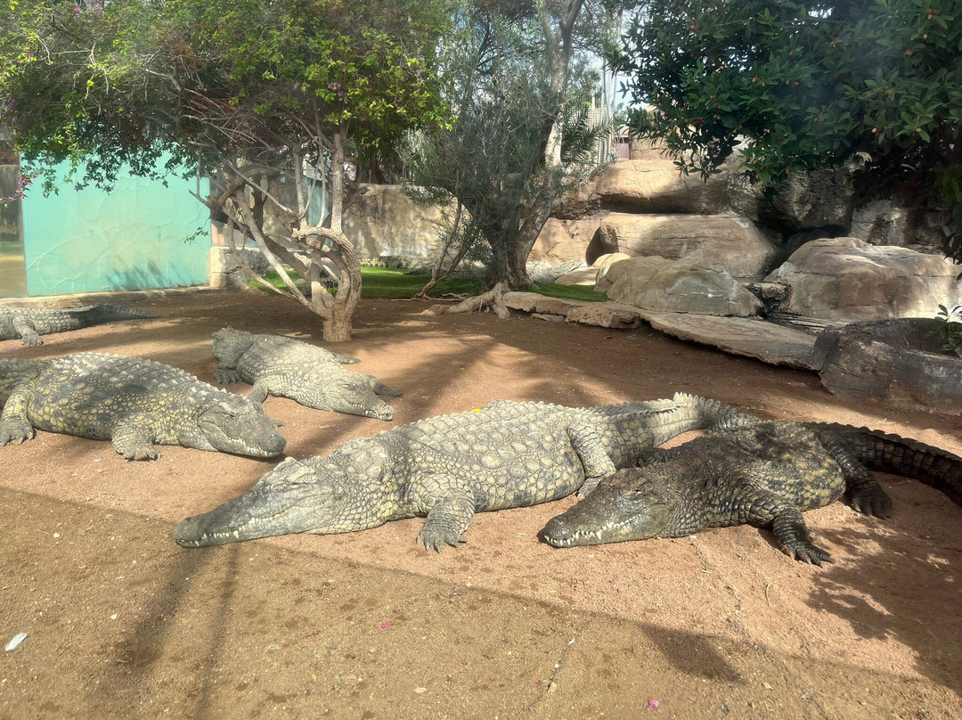 Cocodrilo Park Gran Canaria-阿古伊梅斯必去景点