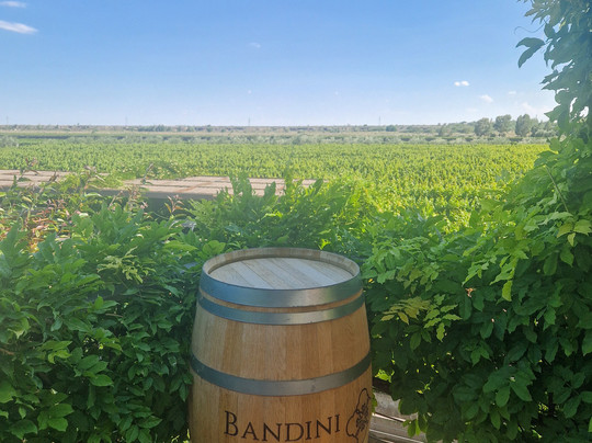 Finca Bandini-路冉得库约必去景点