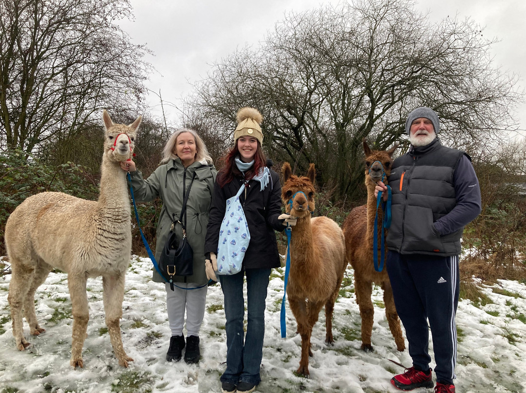 Willow Tree Family Farm-Shirebrook必去景点