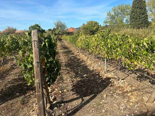 Prior Lucas Vinhos-科英布拉区必去景点