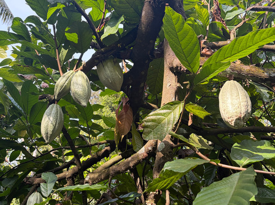 Greenland Spices & Ayurvedic Garden