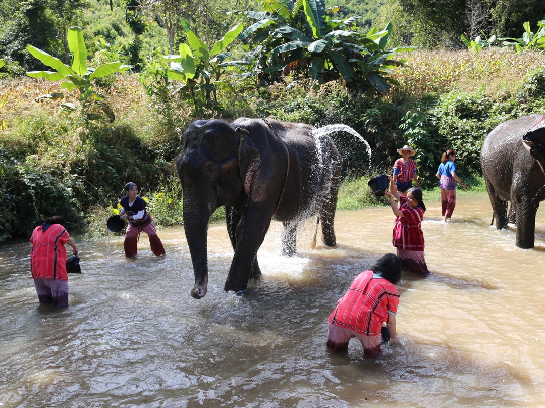 Karen Tribe Native Elephant-清迈必去景点