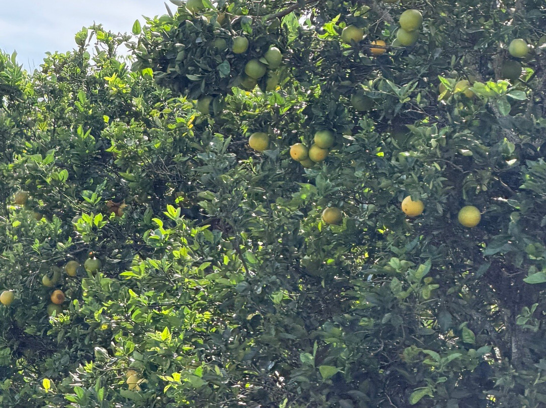 Kauai Plantation Railway-利胡埃必去景点