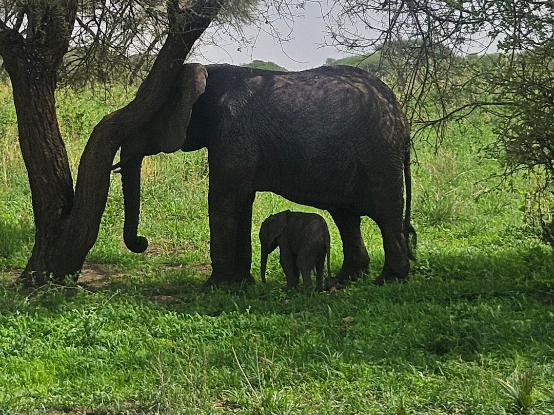 Unlimited Expeditions - The Soul Of Tanzania-阿鲁沙必去景点