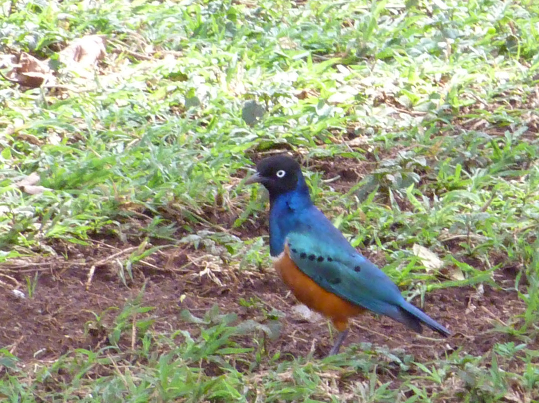 Belair Adventures And Safaris Limited-内罗毕必去景点