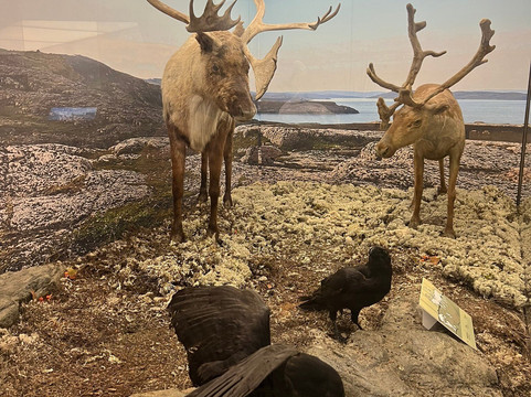 Murmansk Regional Museum of Local History-摩尔曼斯克必去景点