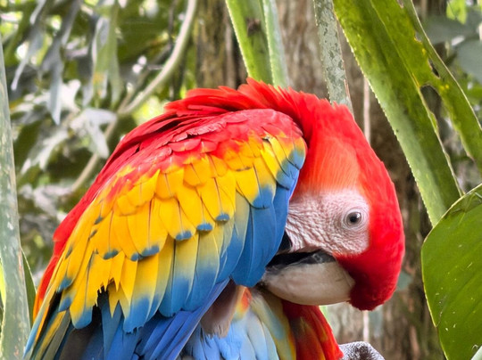 Bella Aventura Costa Rica-Santo Domingo de Heredia必去景点