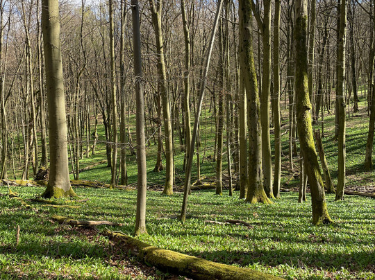 Nationalpark Hainich-Bad Langensalza必去景点