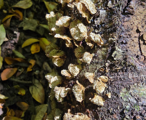 Monumento Natural Cerro Ñielol-特木科必去景点