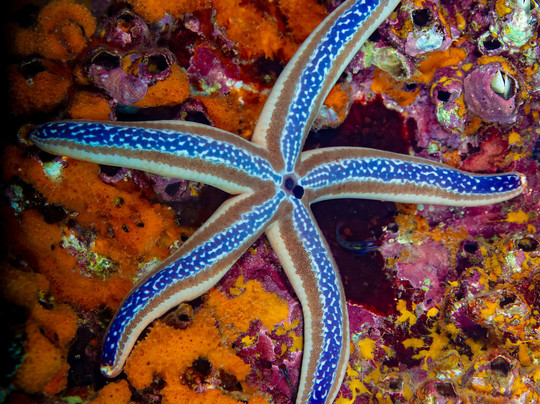 Costa Rica Adventure Divers-德雷克湾必去景点