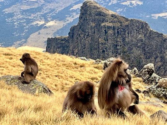 Radiant Ethiopia Tours-贡德尔必去景点