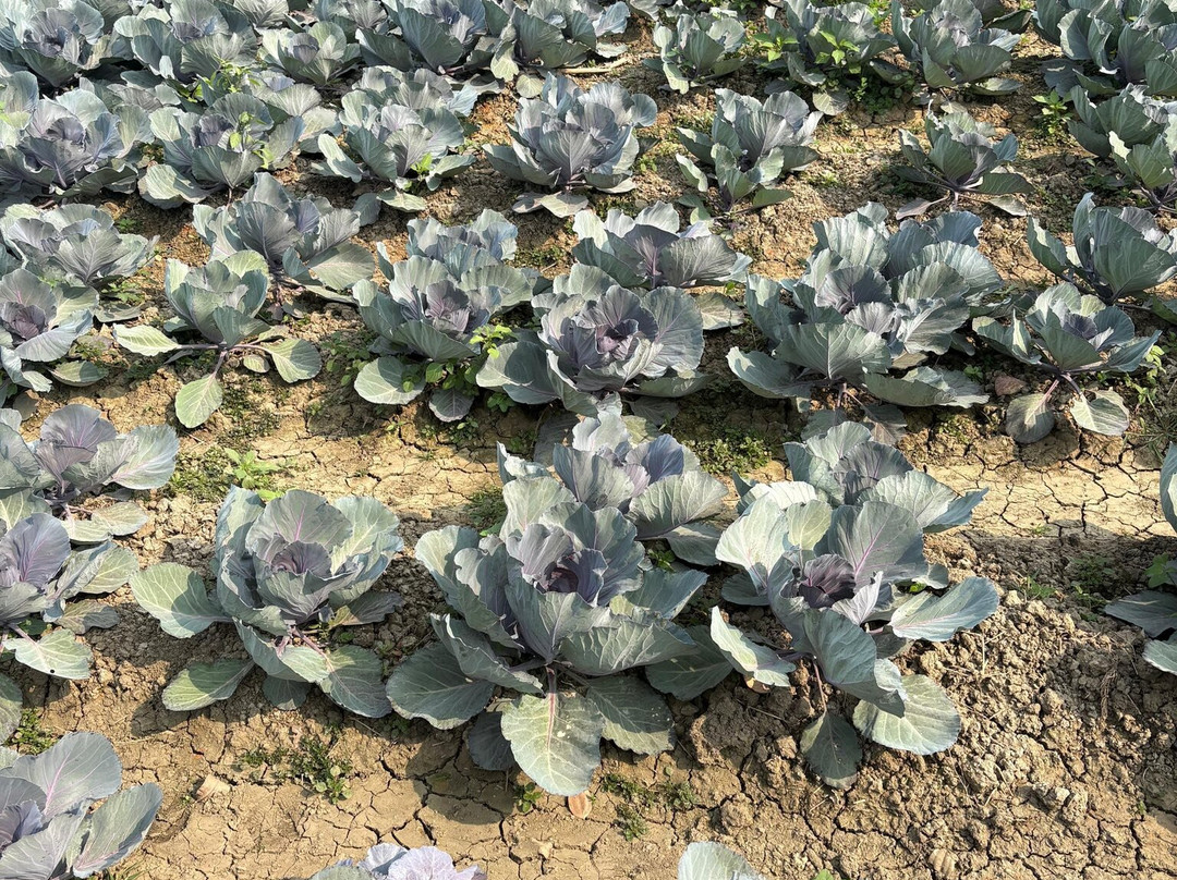 Greenic Farms-Birohi必去景点