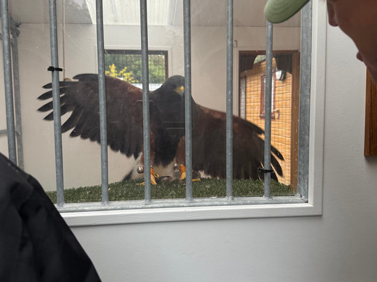 Ireland's School of Falconry-康镇必去景点