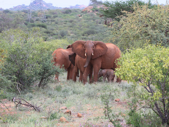 JT Safaris-迪亚尼必去景点