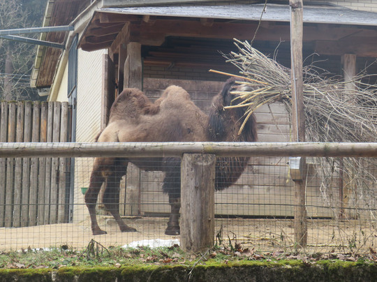 Zoo Ljubljana-卢布尔雅那必去景点