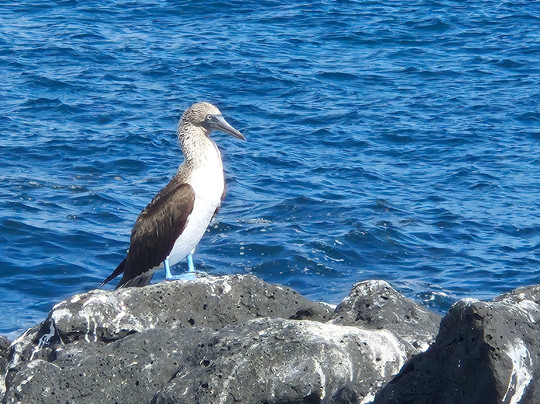 Eco-Challenger Galapagos Tour Agency-圣克里斯托瓦尔必去景点