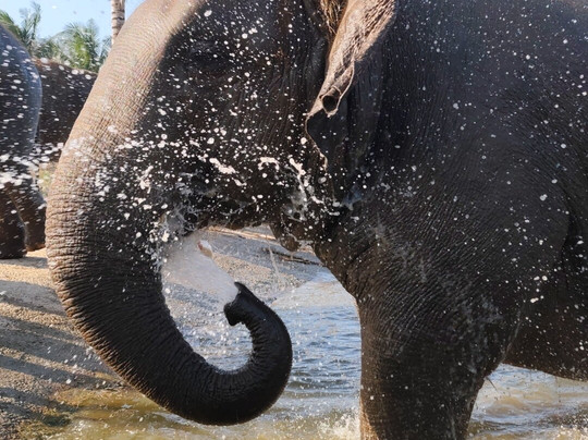 Living Green Elephant Sanctuary-清迈必去景点