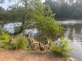 Forest Of Dean Camping