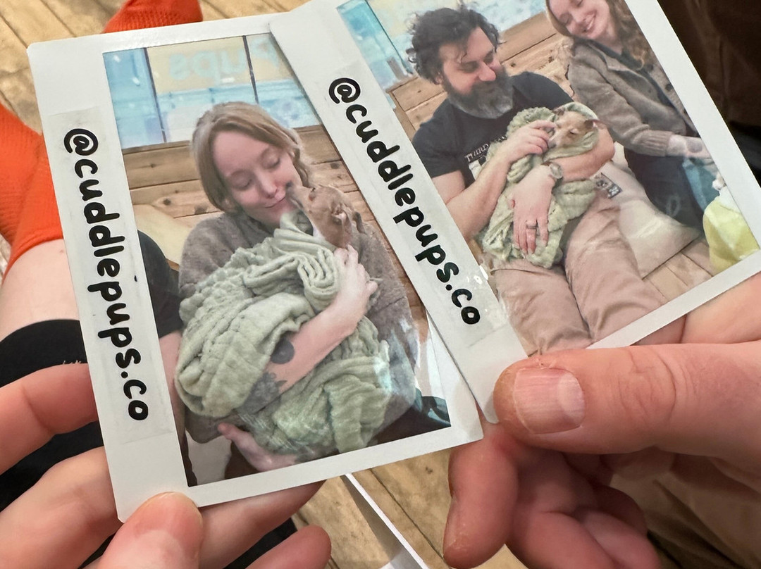 CuddlePups-芝加哥必去景点