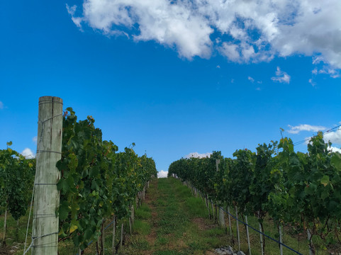 Vinícola Don Giovanni-Pinto Bandeira必去景点