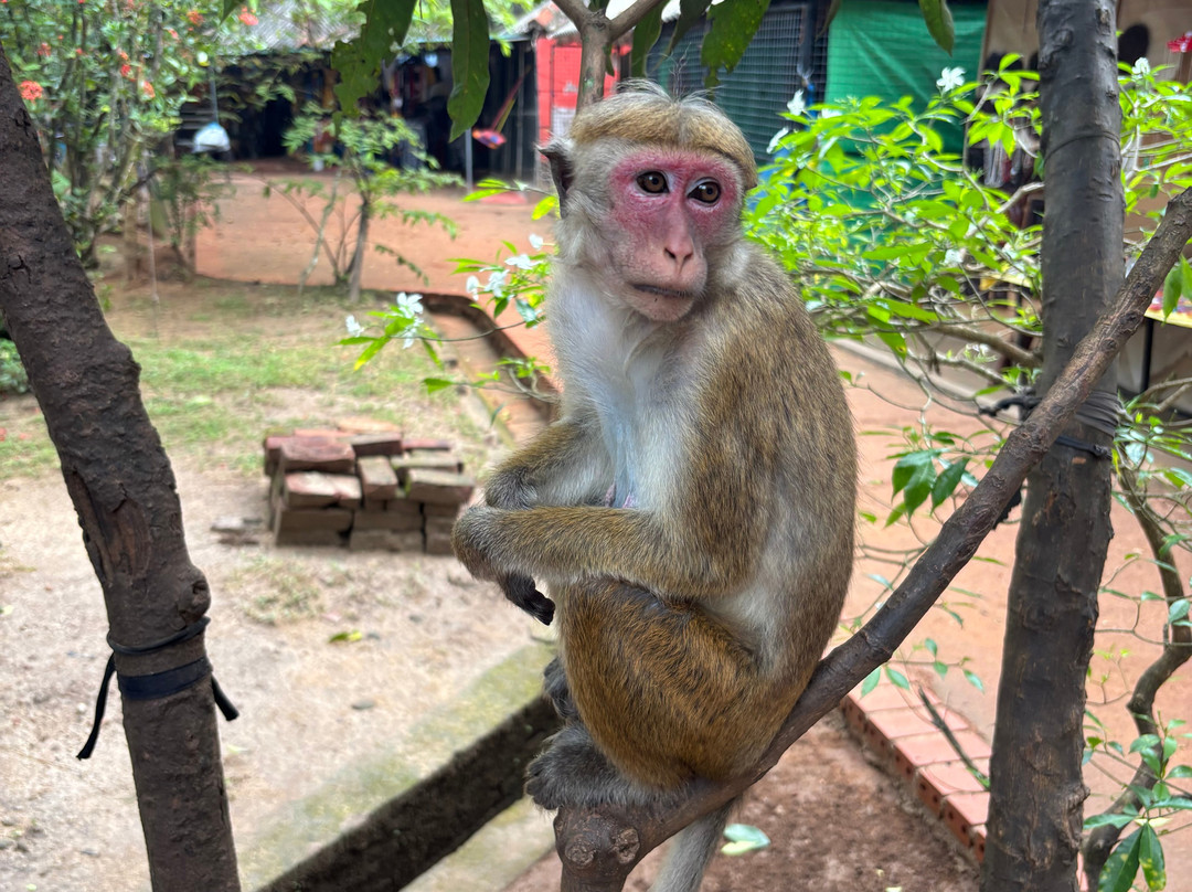 Roshan Lanka Tours-科伦坡必去景点