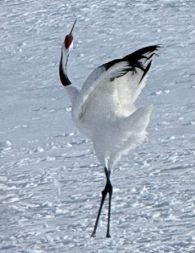 Tsurui Ito Red-crowned Crane Sanctuary-鹤居村必去景点