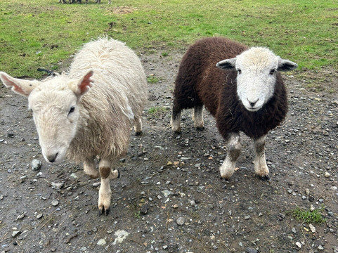 Sheep Smarts-Rathdrum必去景点