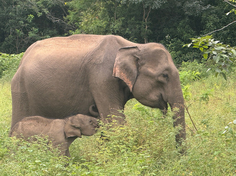 Lunugamvehera National Park By Wildtrails Safari