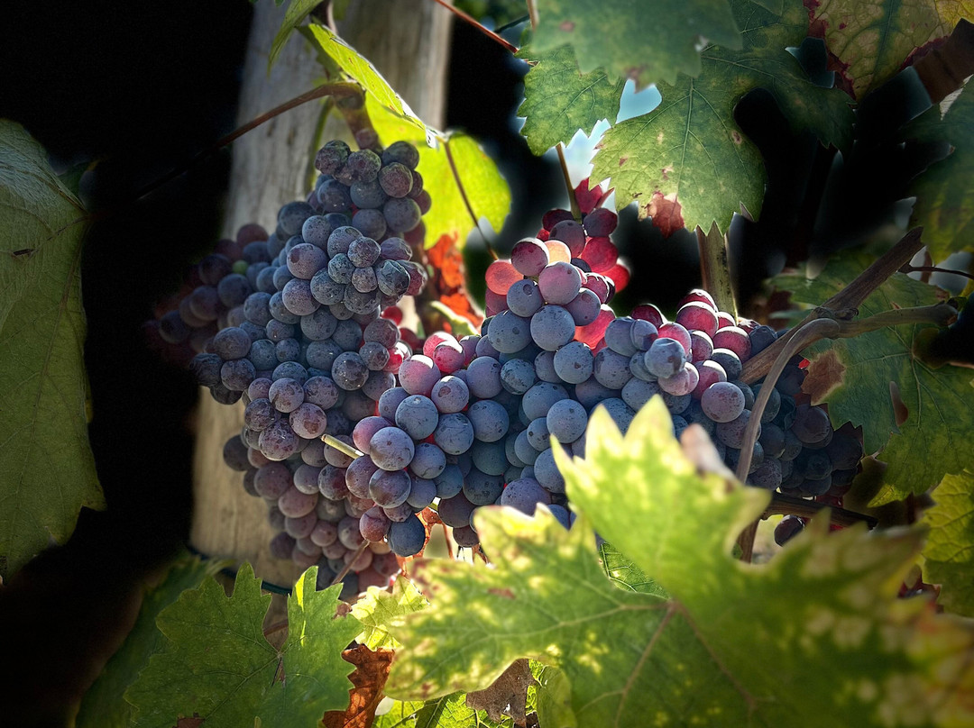 Azienda Vitivinicola Guazzotti-Gabiano必去景点