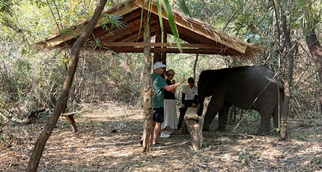 Luang Prabang Elephant New Home-琅勃拉邦必去景点