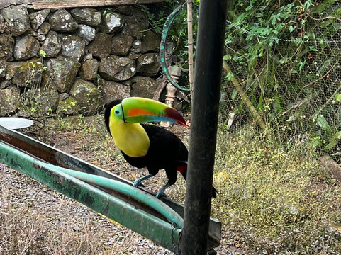 Jungla de Panama Wildlife Refuge-波魁特必去景点