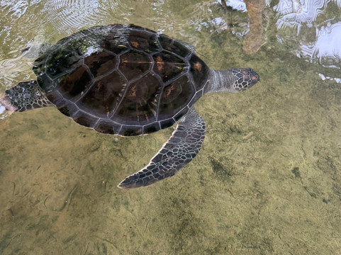 海龟保护协会-班托塔必去景点