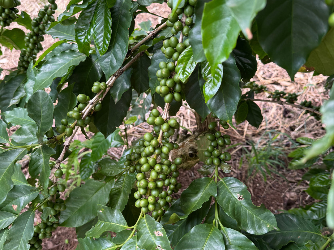 Do Genoma a Xicara-Espirito Santo Do Pinhal必去景点