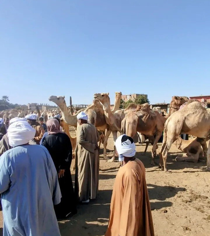 Aswan Felucca Tour: Imaginative Felucca-亚斯文必去景点