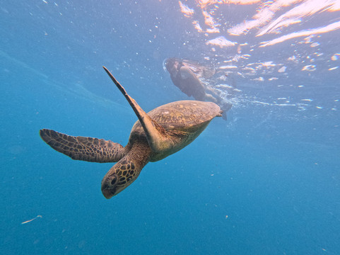 Kali & Kato's Rarotonga Turtle Tours-Takitumu District必去景点