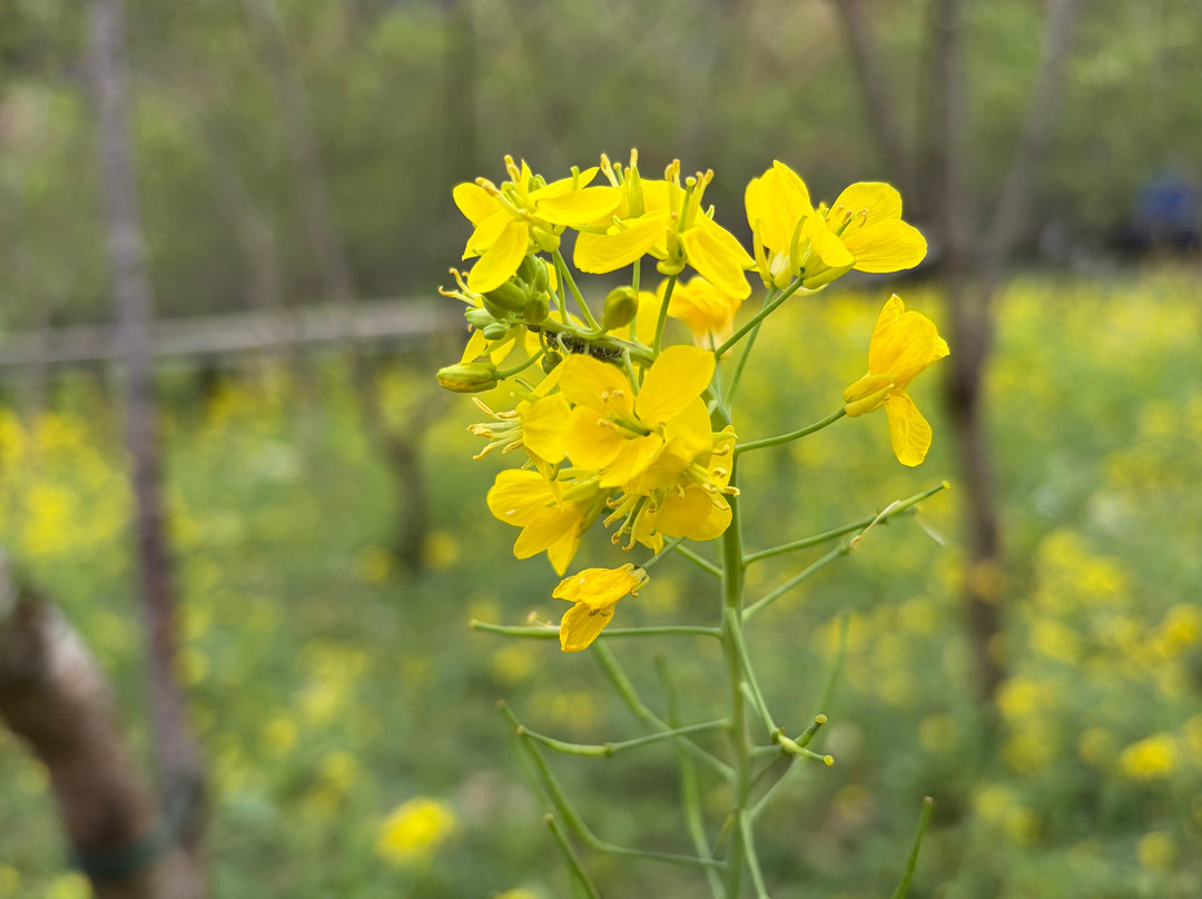 Ha Giang Open Tour- OHC Travel ( Ha Giang & Cao Bang Loop Tour)-Hoan Kiem必去景点