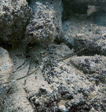 Rocket Frog Divers-Playas del Coco必去景点