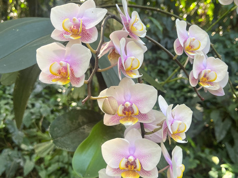 Phantasea Tropical Botanical Garden-圣 托马斯必去景点